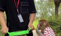 吃瓜只吃中间小芯芯,揭秘只吃中间小芯芯的独特风味