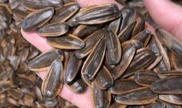 吃瓜子能吃瓜吗