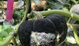 吃瓜吃菜不吃豆,探寻饮食文化的独特魅力