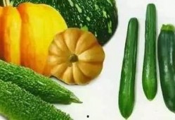 林州凤宝吃瓜视频