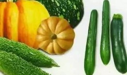 林州凤宝吃瓜视频