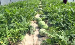 瓜州吃瓜事件最新消息新闻,最新进展揭秘，真相大白！