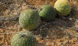 吃瓜导游,吃瓜导游带你领略行业幕后故事