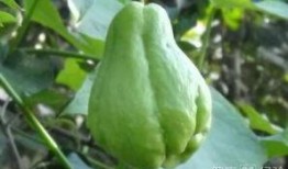 月经吃佛手瓜,养生保健两不误