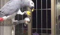 鹦鹉可以吃羊角瓜吗,羊角瓜是否适合作为鹦鹉的美食？