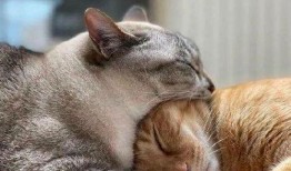 重庆吃瓜猫咪事件,网络热议背后的温情与反思