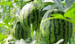 djmilk吃瓜免费,揭秘娱乐圈幕后故事