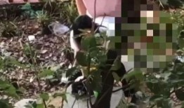 教室吃瓜视频,一场意外的欢乐盛宴