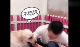 狗赛文吃瓜,瓜田里的美食探险记