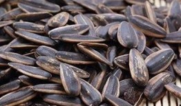 吃瓜子能吃瓜吗