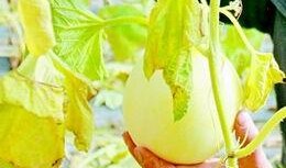 梦见摘瓜吃不甜,摘瓜不甜背后的寓意与启示