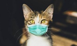 weme微密猫吃瓜,揭秘娱乐圈幕后故事