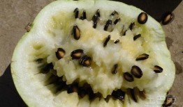 付籽瓜怎么吃,解锁健康美味新选择