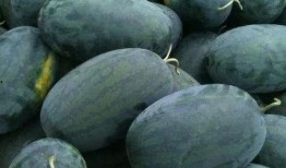 讷河市吃瓜,瓜果飘香，品味生活新篇章