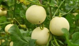 甜甜瓜吃瓜,揭秘瓜界新宠儿的魅力与故事