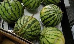 和同学吃瓜,与同学共享的欢乐时光