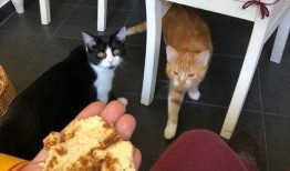 小毛孩吃瓜,小毛孩的夏日瓜趣之旅