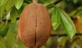 光瓜栗的瓜怎么吃