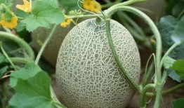 吃瓜只吃中间小芯芯,揭秘只吃中间小芯芯的独特风味