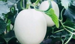 唱歌房间吃瓜,揭秘娱乐圈背后的故事