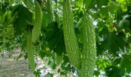 三越子吃瓜,揭秘娱乐圈背后的秘密