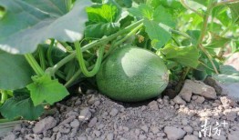 大瓜小瓜一起吃,美味佳肴共品尝