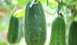 秀儿吃瓜越吃越胖,揭秘吃瓜越吃越胖的真相