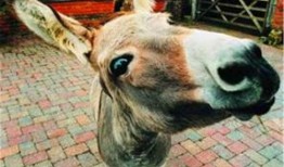 吃瓜的秃头小驴