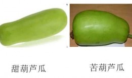 月子里可以吃葫芦瓜图片,月子期间葫芦瓜的营养美味之旅