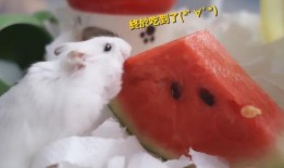 仓鼠吃瓜大全,瓜果大全揭秘