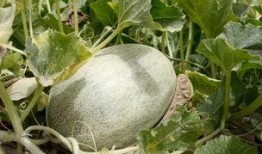 没吃明白的瓜,一场引人入胜的真相大揭秘