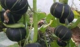 光瓜栗的瓜怎么吃