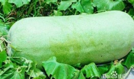 大暑吃角瓜,传统美食与健康养生两不误