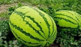 酒吧吃的瓜是什么瓜,揭秘“吃瓜群众”的瓜中奥秘