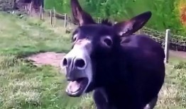 吃瓜的秃头小驴