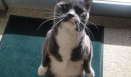 带你吃瓜解说猫,揭秘猫界那些事儿