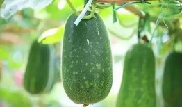 吃瓜05后,吃瓜群众的崛起与影响