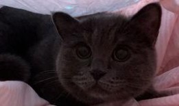 带你吃瓜解说猫,揭秘猫界那些事儿