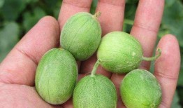 长期吃马泡瓜好吗,长期食用马泡瓜的健康益处与注意事项