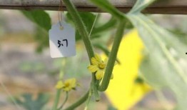 世界最强吃瓜视频,揭秘世界最强吃瓜视频背后的惊人真相