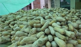 吃瓜鲁桥,揭秘网红桥背后的美食传奇