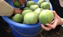 吃瓜专属论坛,网络热议背后的真相与趣味