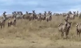 围观吃瓜的羊,吃瓜群众的趣味盛宴