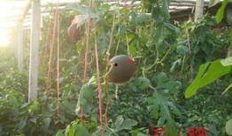 吐鲁番晚上吃瓜