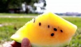 吃沙瓜视频,揭秘网红美食背后的秘密