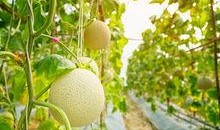 吃梨瓜的视频,视频带你领略美味与营养