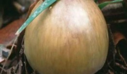 广西一男吃瓜,广西男子意外成为“吃瓜群众”焦点事件追踪