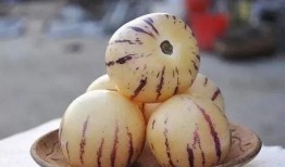 糖尿病人可以吃甜梨瓜吗,甜梨瓜的食用指南