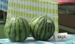 嘉兴婚庆吃瓜,吃瓜群众围观甜蜜瞬间