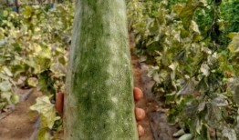 大旺带你吃瓜,尽享味蕾盛宴